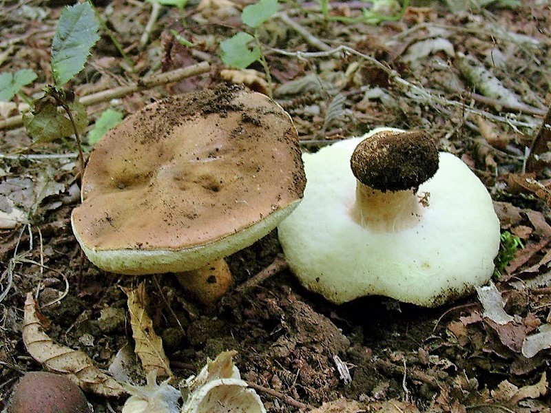 412 Agosto vecchio ritrovamento